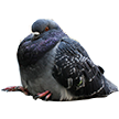 GodPigeon