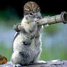 Wabbit