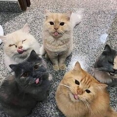 SuperMewKitty