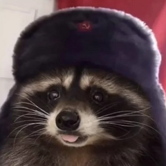 Tactical Raccoon