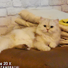 AidaDaisy_